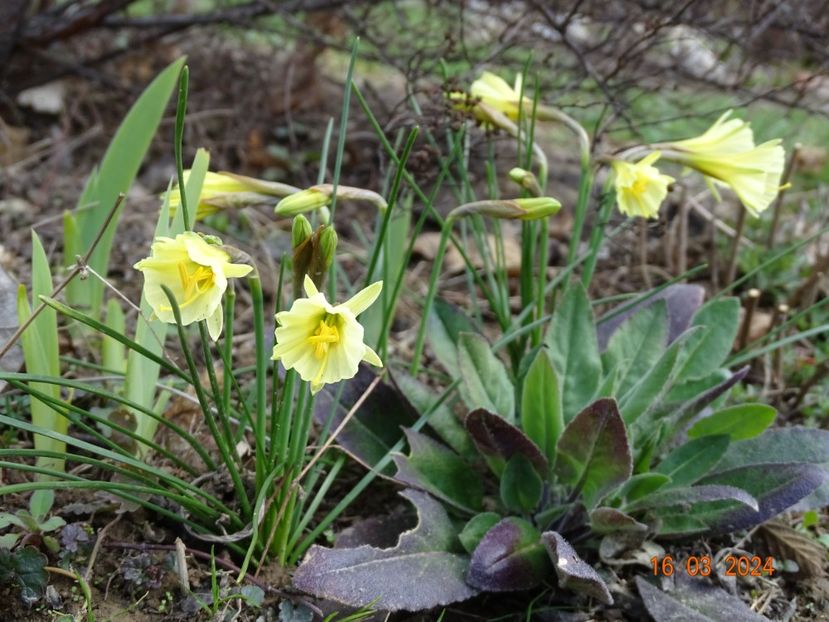 Arctic Bells - z-Dobarland 2024