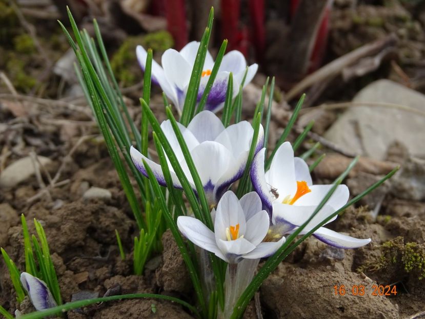 crocus Prins Claus - z-Dobarland 2024