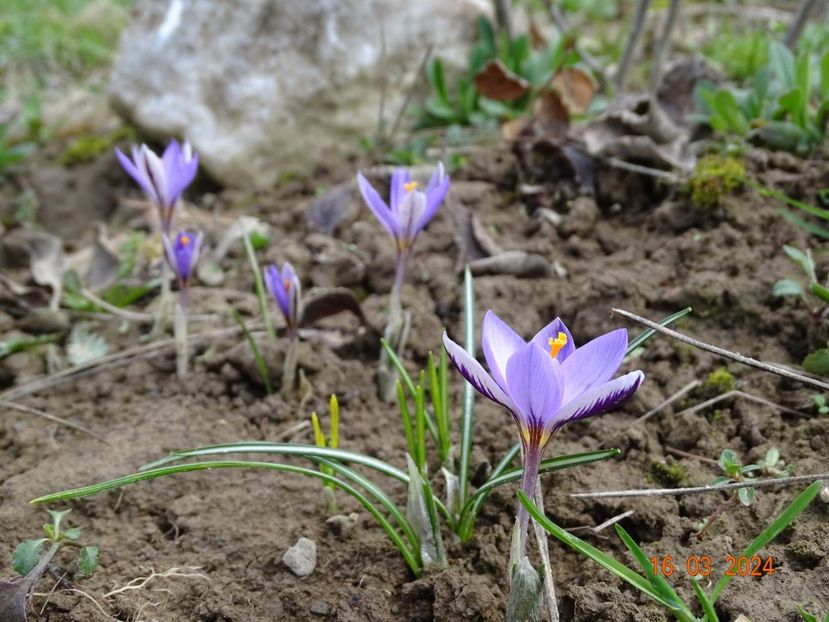 crocus Spring Beauty - z-Dobarland 2024