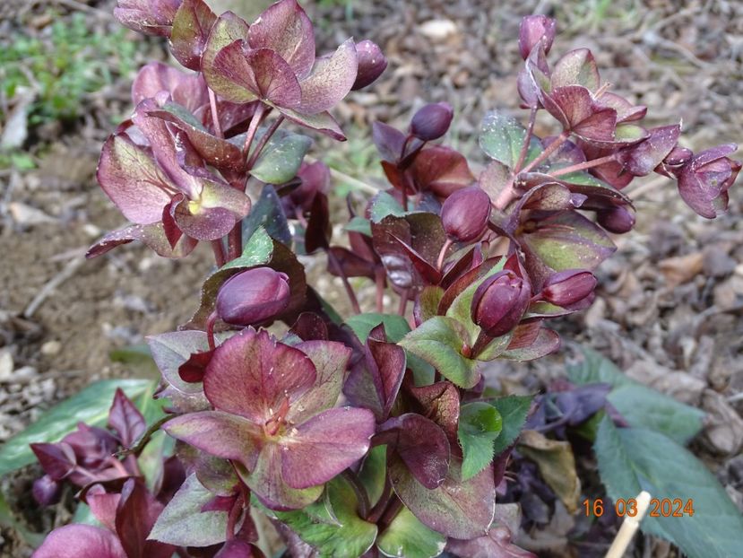 helleborus Star of Passion - z-Dobarland 2024