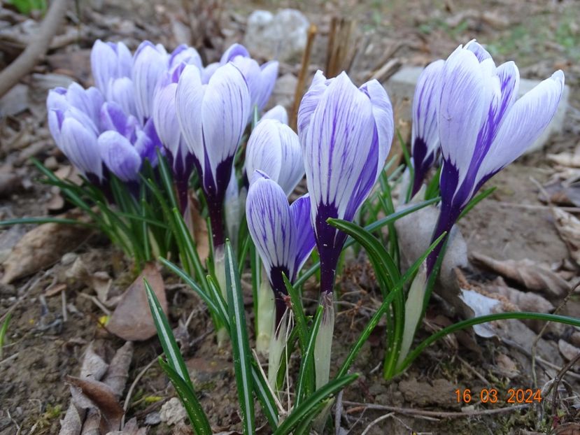 crocus Pickwick - z-Dobarland 2024