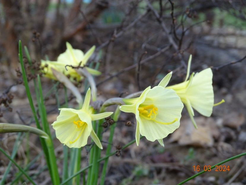Arctic Bells - z-Dobarland 2024