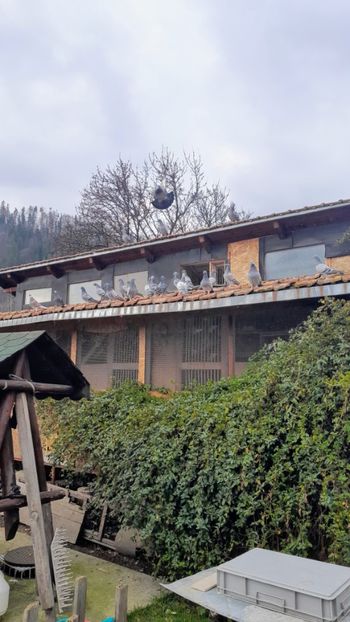 Prima ieșire - 2024