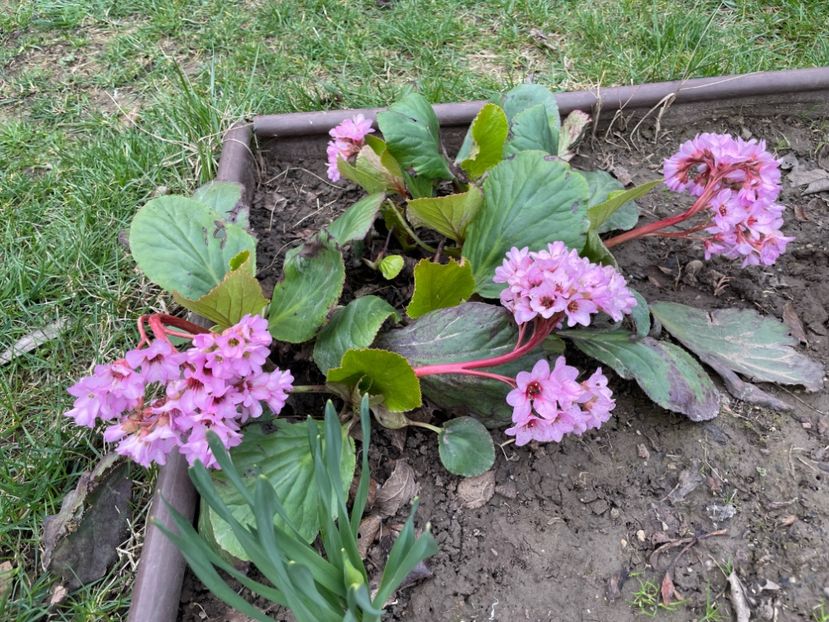  - 002 Grădina 2024 1