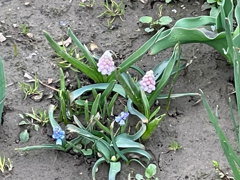  - 002 Grădina 2024 1