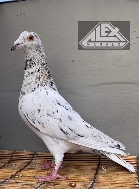  - Nu îmi aparțin 7