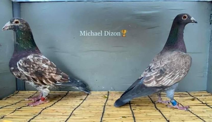  - Nu îmi aparțin 7