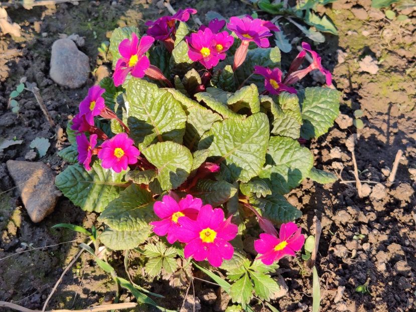 v1 - Primula v