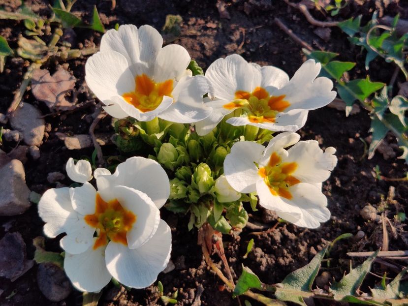  - Primula v