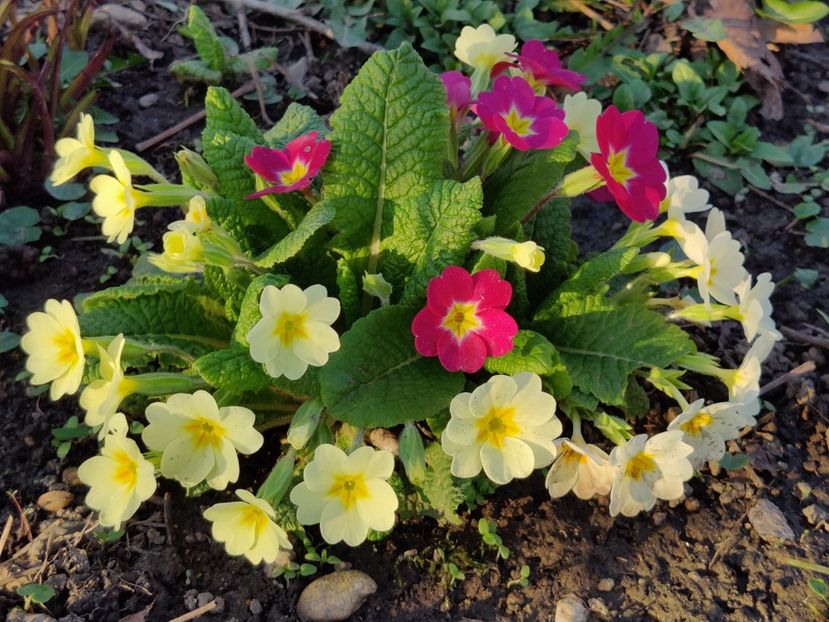  - Primula v