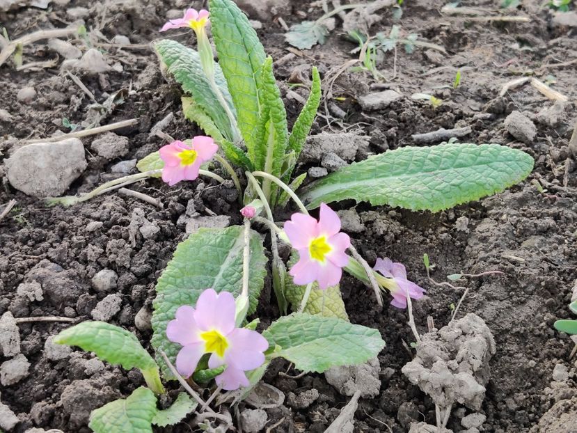  - Primula v