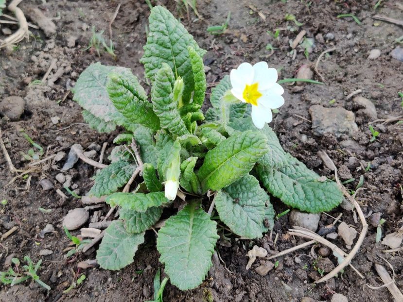 - Primula v