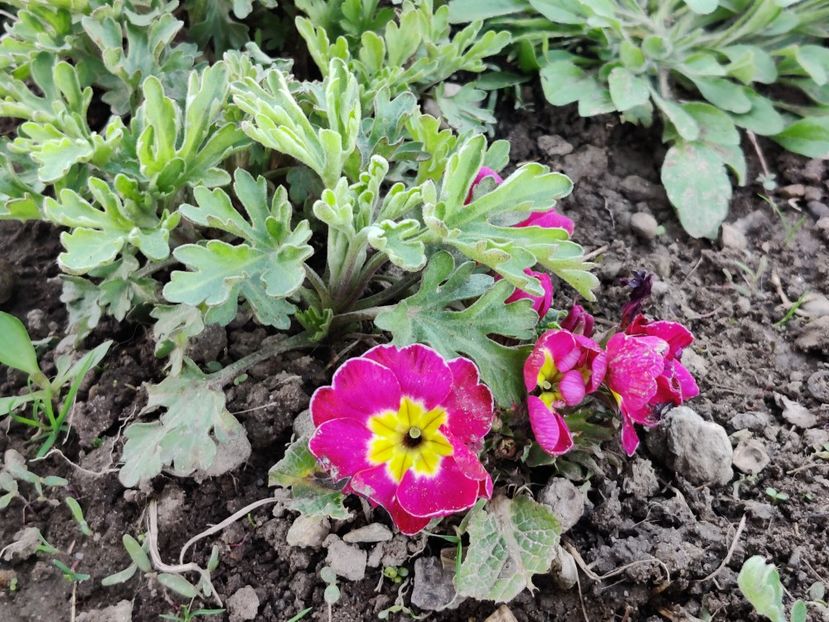  - Primula v