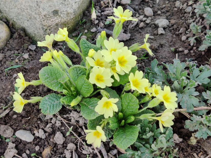  - Primula v