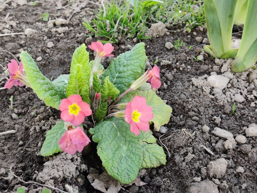 g2 - Primula v