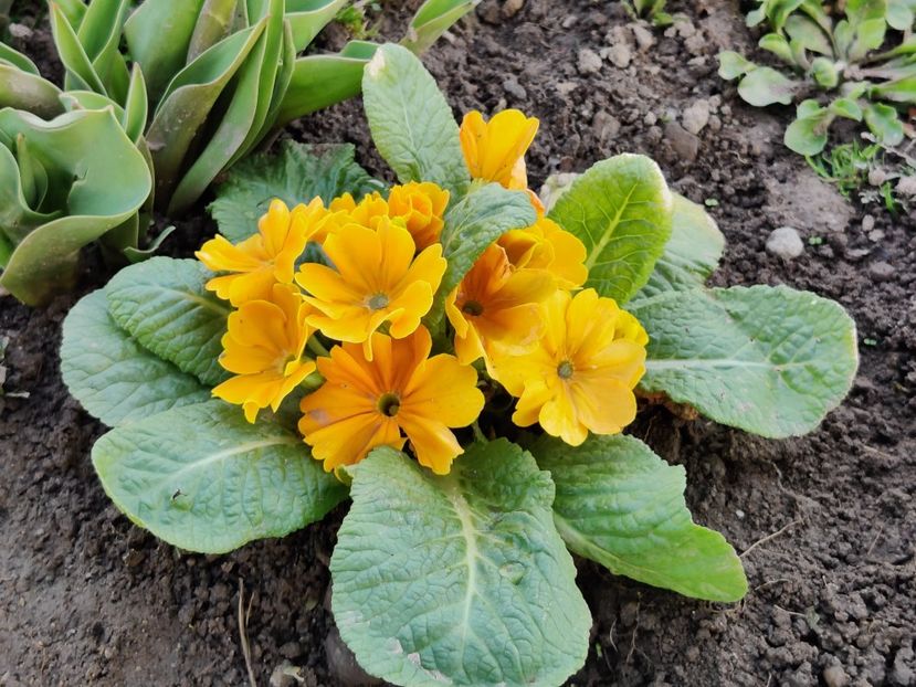  - Primula v