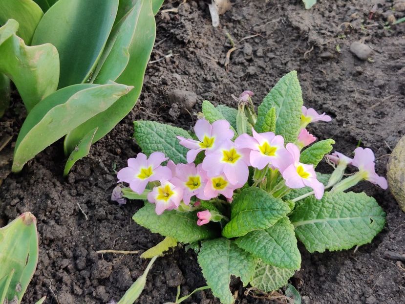  - Primula v