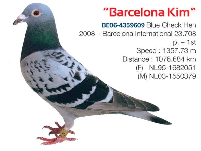 1 int Barcelona 2008 - Barcelona internațional