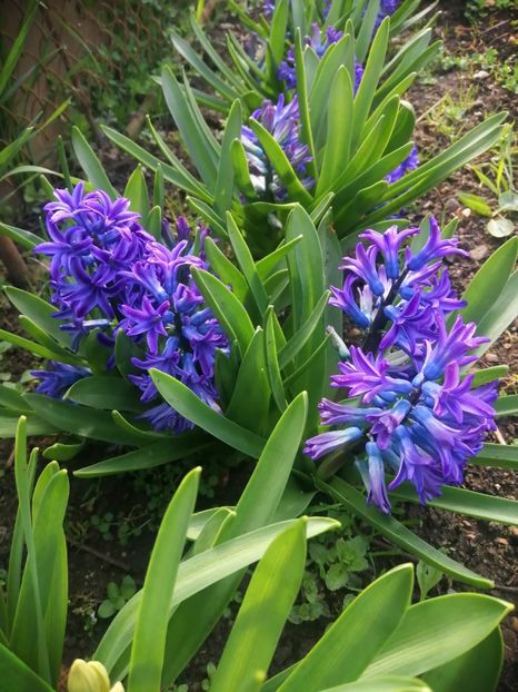  - PRIMVARA 2024 2025