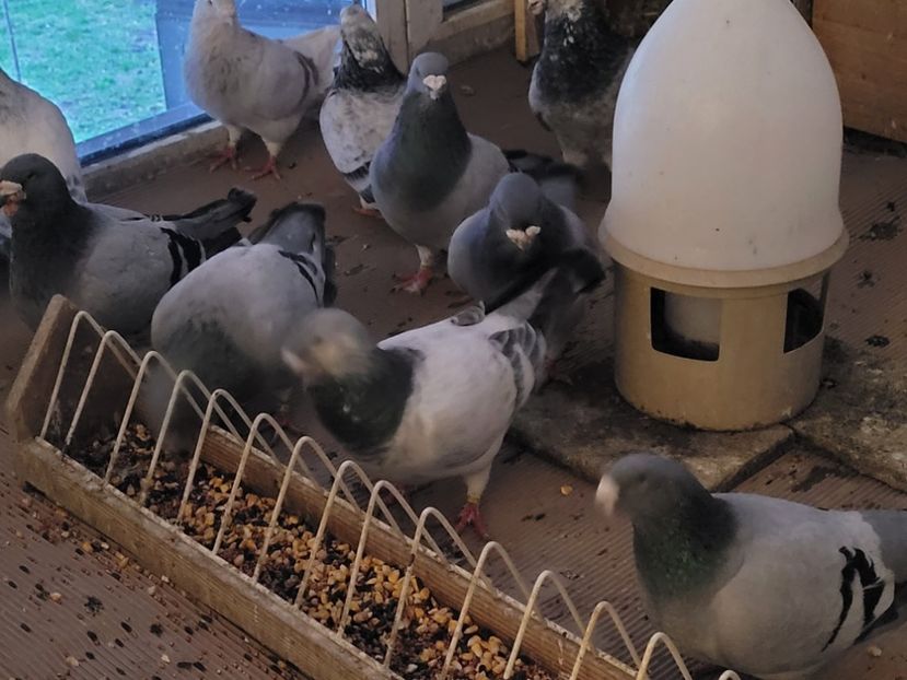  - 0 -22 ian 2024 Voiajori standard