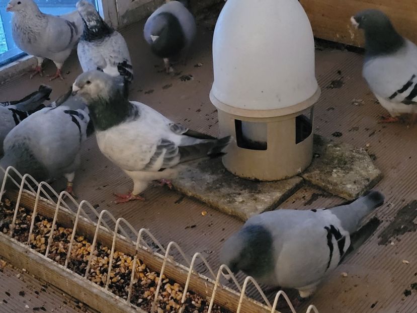  - 0 -22 ian 2024 Voiajori standard