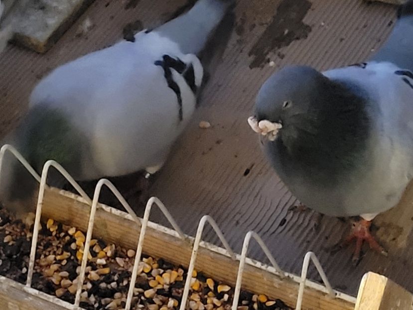  - 0 -22 ian 2024 Voiajori standard