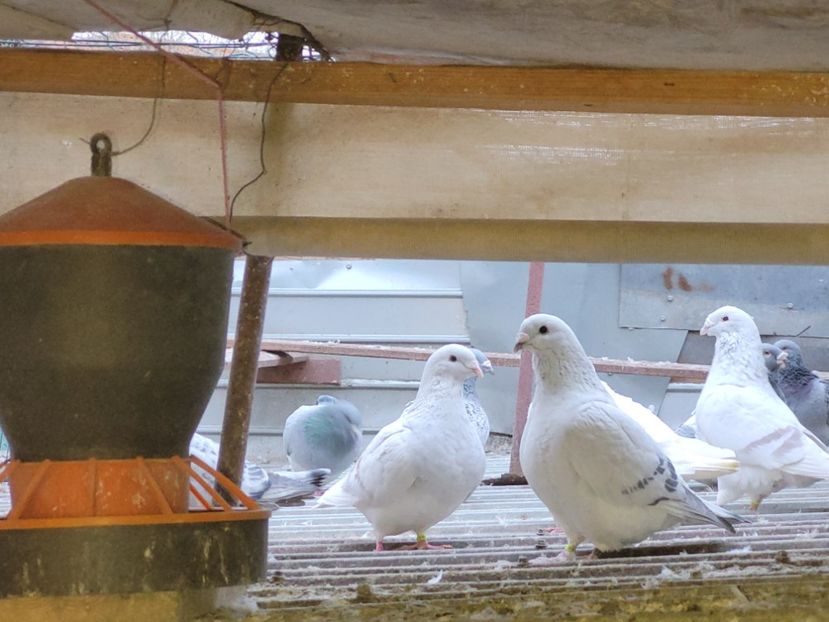  - 0 -22 ian 2024 Voiajori standard