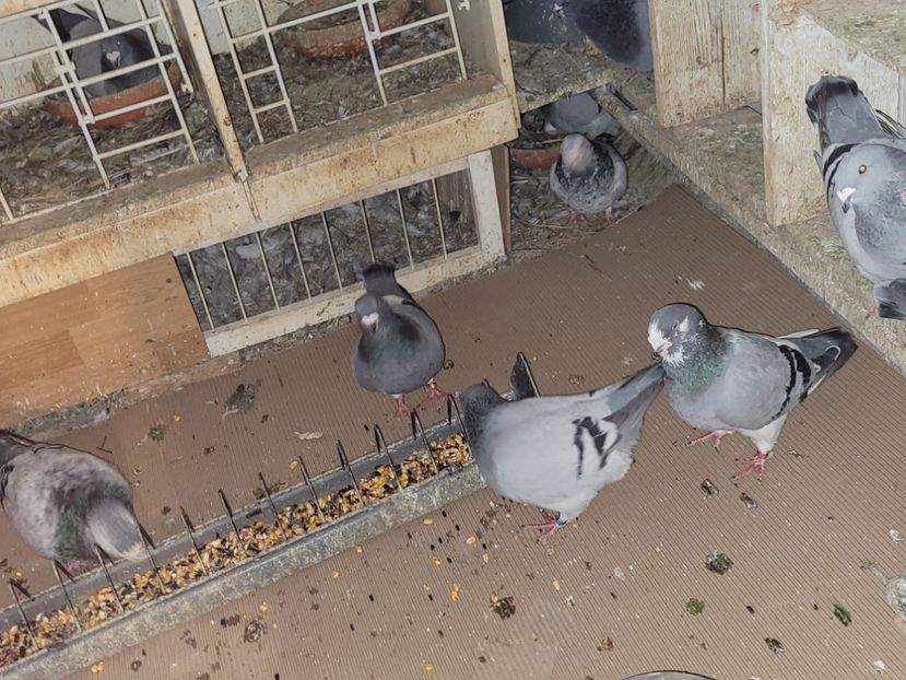  - 0 -22 ian 2024 Voiajori standard