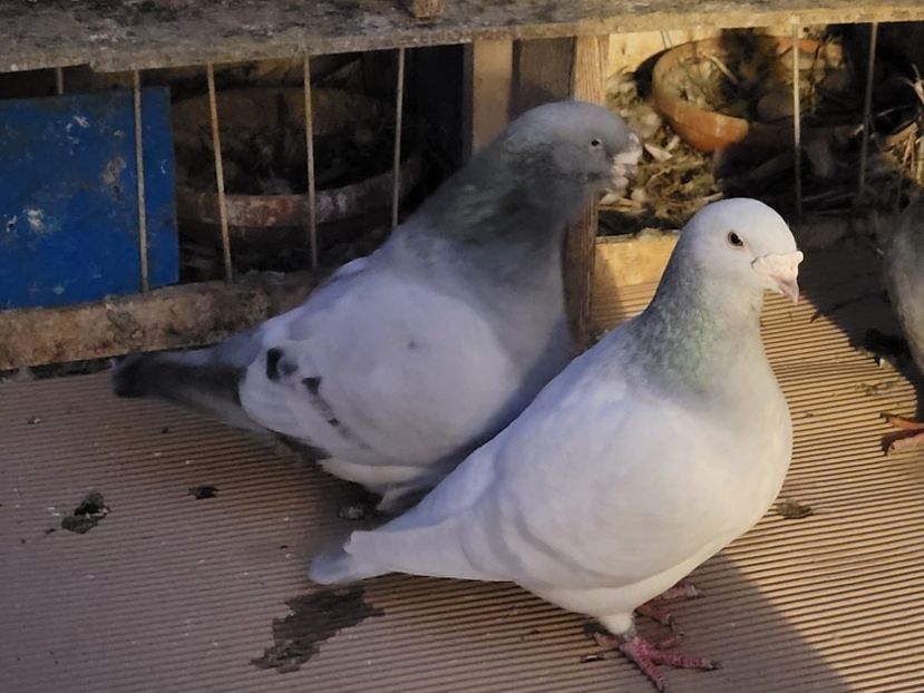  - 0 -22 ian 2024 Voiajori standard