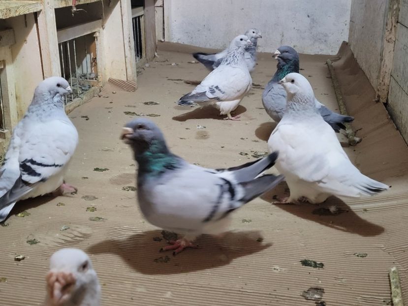  - 0 -22 ian 2024 Voiajori standard