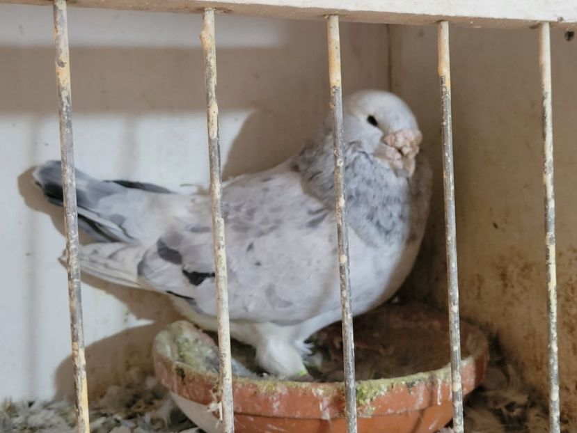  - 0 -22 ian 2024 Voiajori standard