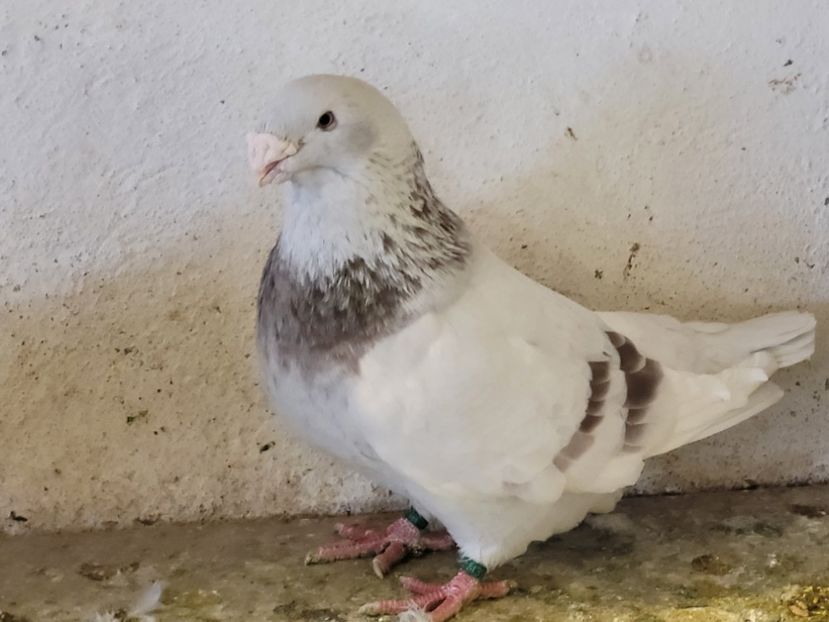  - 0 -22 ian 2024 Voiajori standard