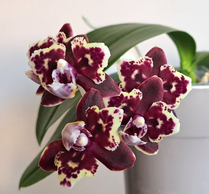  - Phalaenopsis 2
