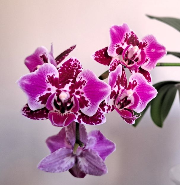  - Phalaenopsis 2