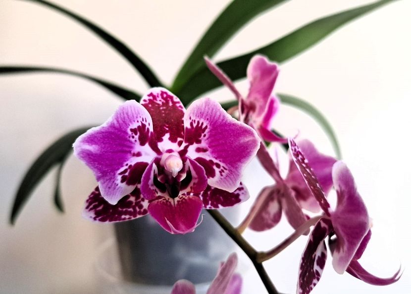  - Phalaenopsis 2