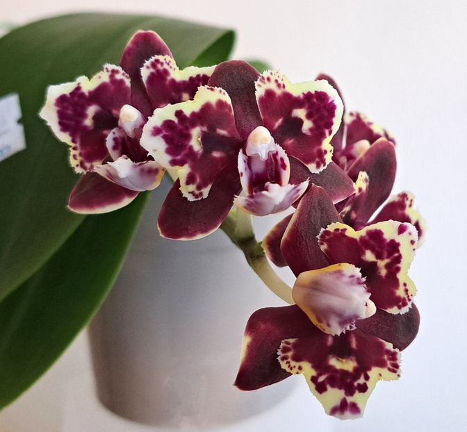  - Phalaenopsis 2