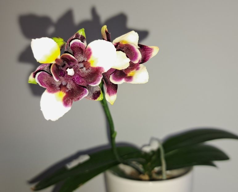  - Phalaenopsis 2
