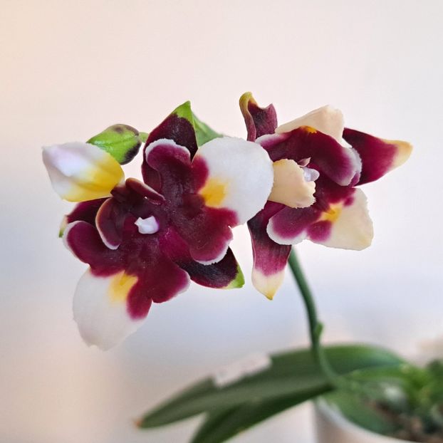  - Phalaenopsis 2