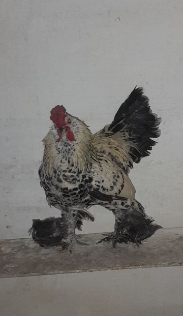  - pitic încălțat bărbos