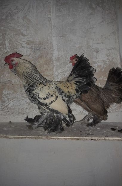  - pitic încălțat bărbos