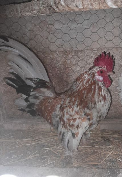  - gaini pitice - iopan