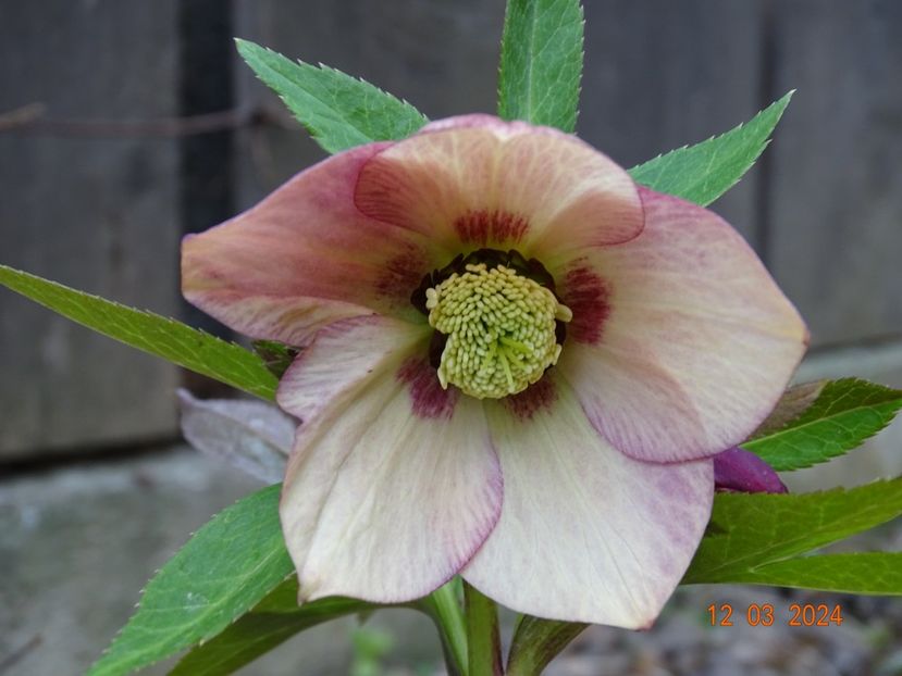 Apricot Red Center - Helleborus 2024