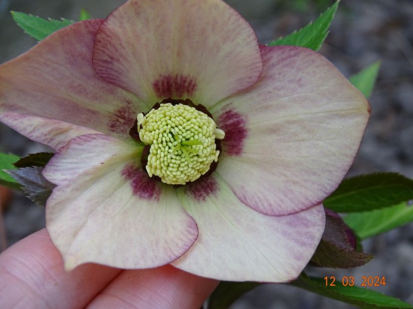 Apricot Red Center - Helleborus 2024