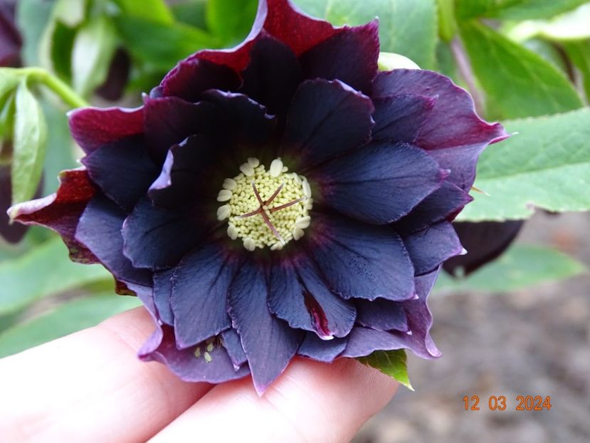 Double Ellen Purple - Helleborus 2024