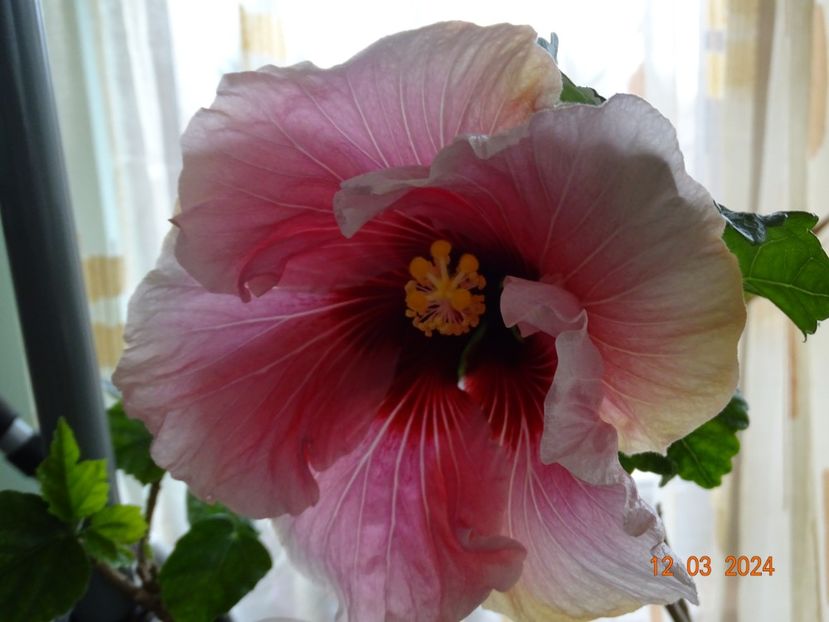  - Hibiscusi
