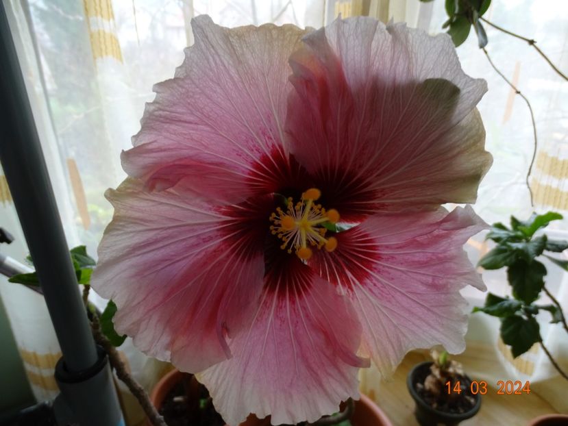  - Hibiscusi