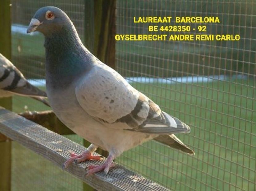 1 int Barcelona 1995 - Barcelona internațional
