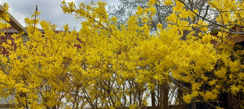  - 2024 - 01 - Primavara