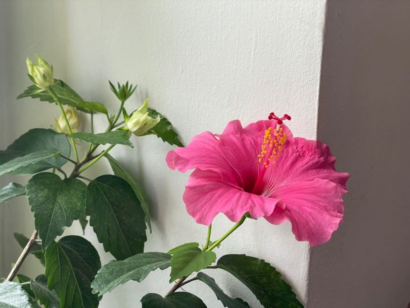  - 001 - Hibiscusi 2024 - 1