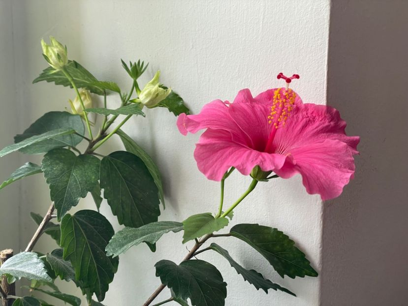  - 001 - Hibiscusi 2024 - 1